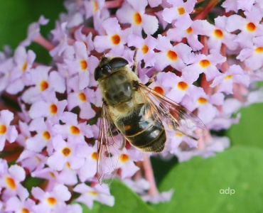 Eristalis tenax, hoverfly, female, Alan Prowse